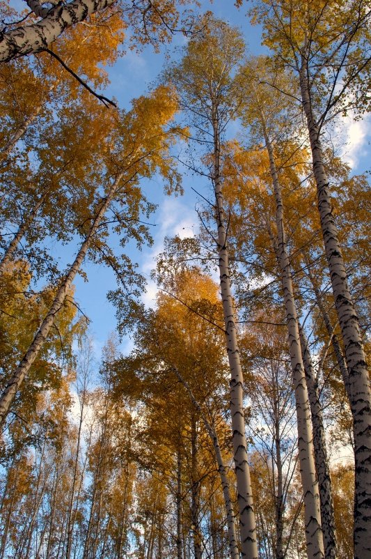 Золотой и голубой - Людмила Якимова