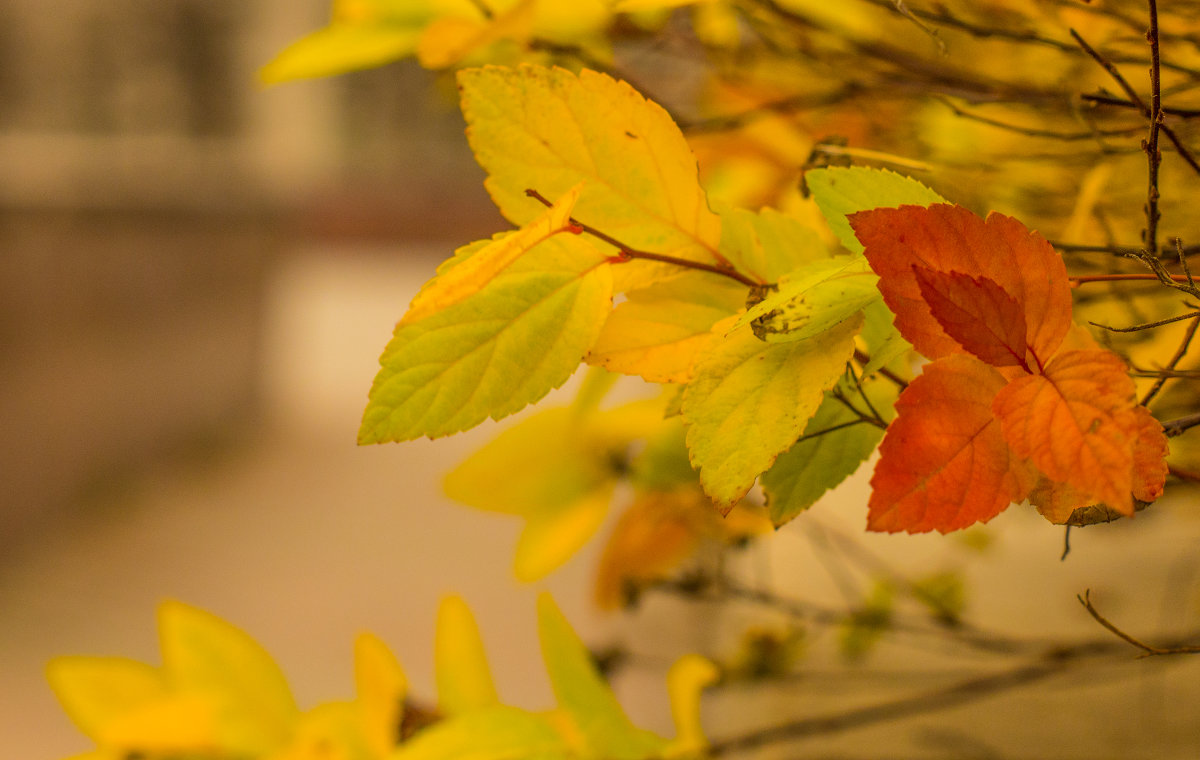 Осень - Александр 