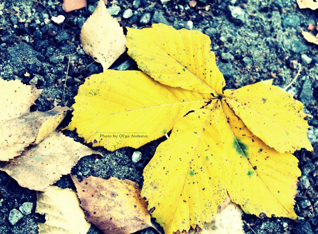 Осень. - Ольга 