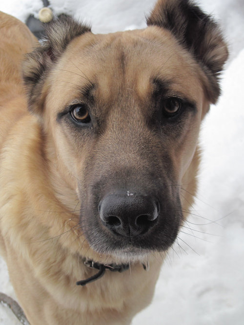 Наши друзья меньшие. - Алла Кочергина