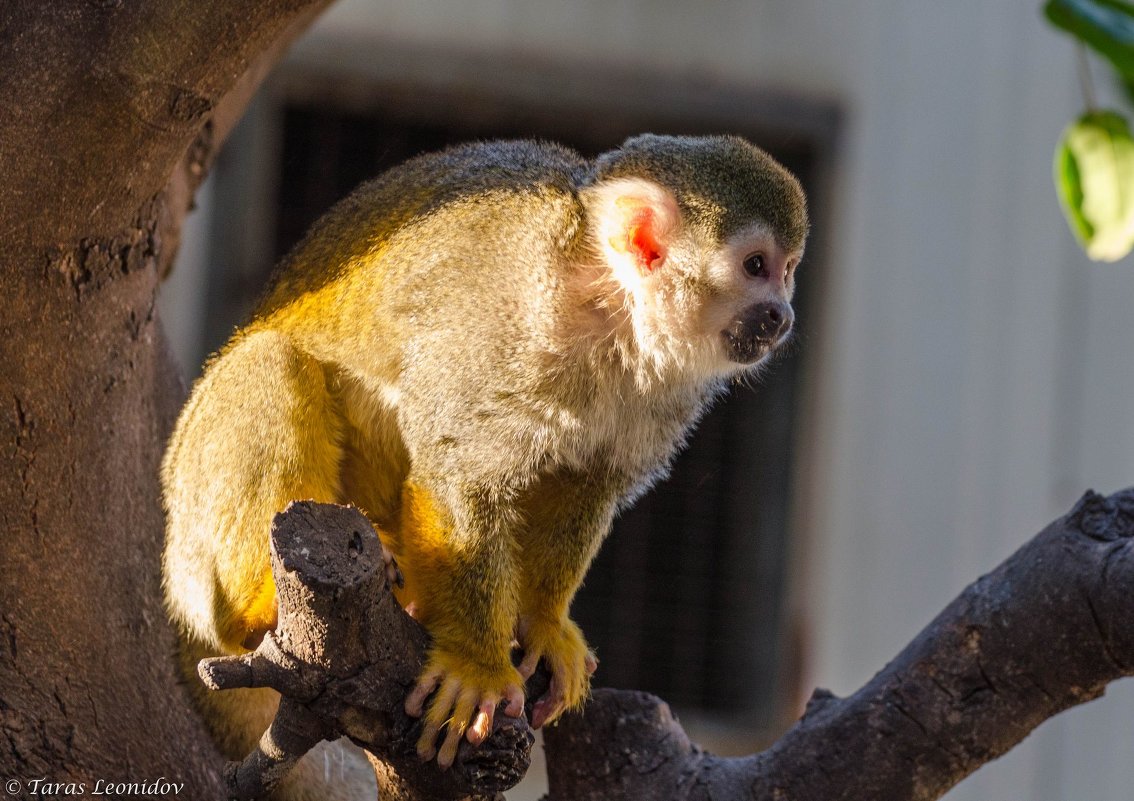 "Я на солнышке сижу!" - Тарас Леонидов