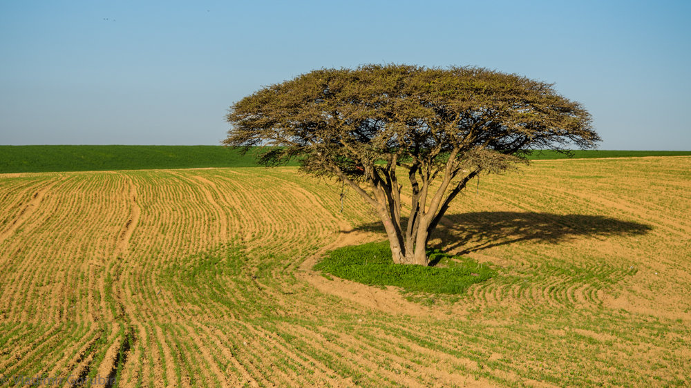 Израиль, январьский пейзаж - Владимир Горубин