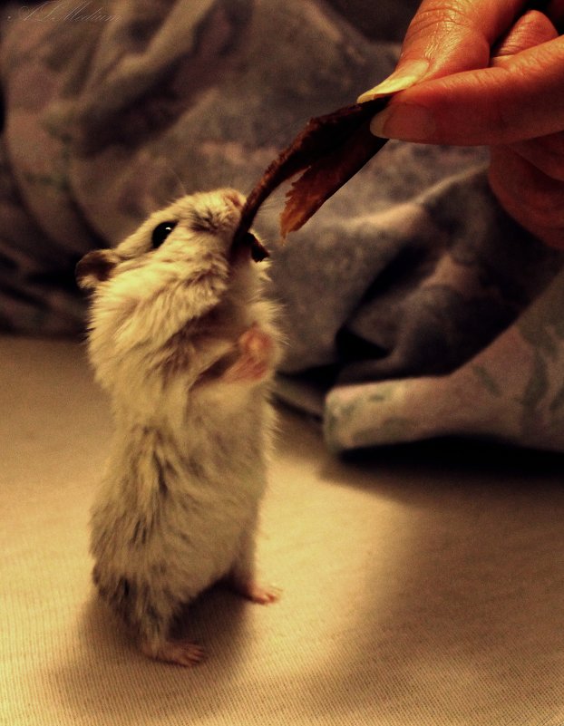 Покорность - АL Medium