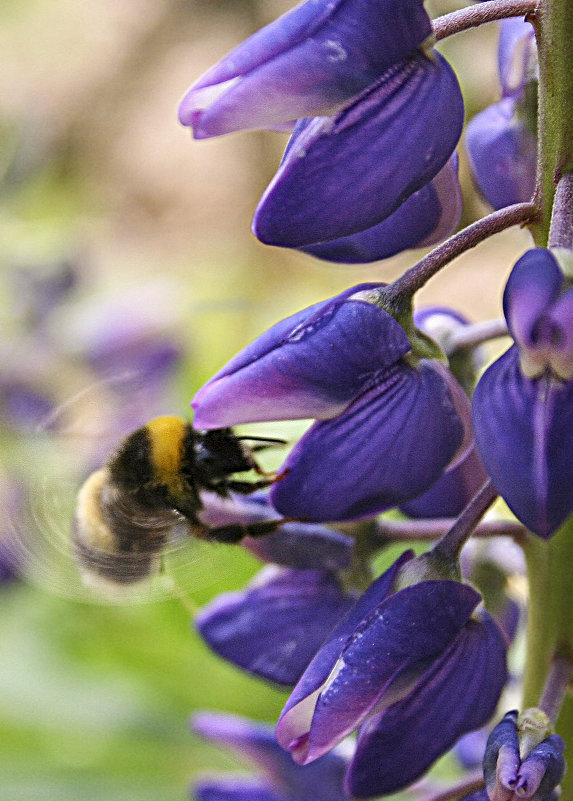 Пчёлка. - Андрей Климов
