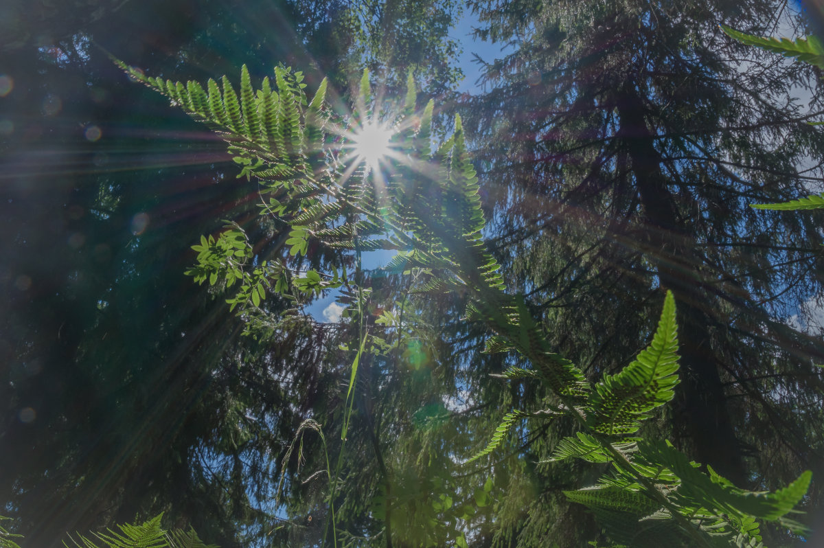Солнце в папоротнике - Олег Субботин