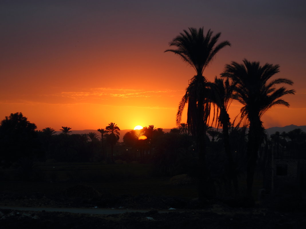 на закате пальмы оживают - Александр Сво