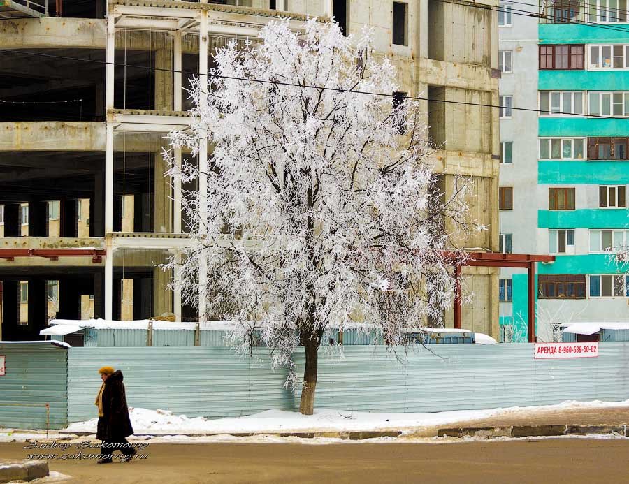 одинокое дерево - Андрей Закоморный