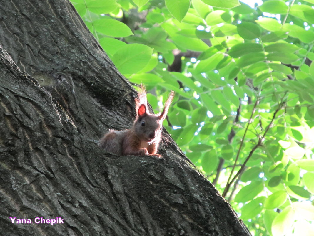 А кто тут? - Яна Михайловна