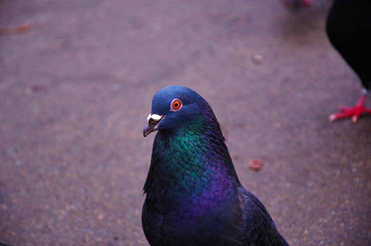 pigeon :: Максим 