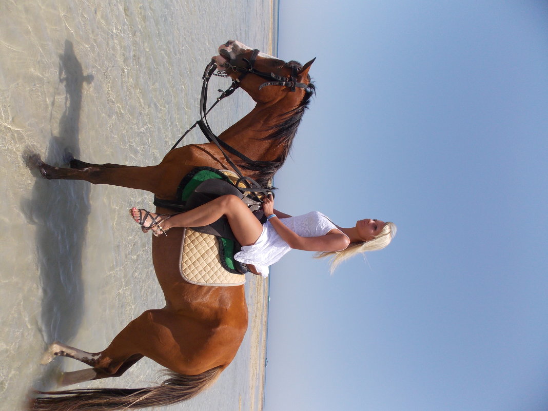 Arabian horse Lala - lk. cvb Arabian horse Lala - lk. cvb