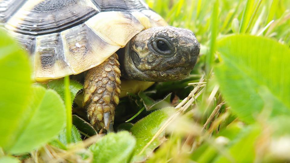 moja cherepacha Popi - Avgusta 