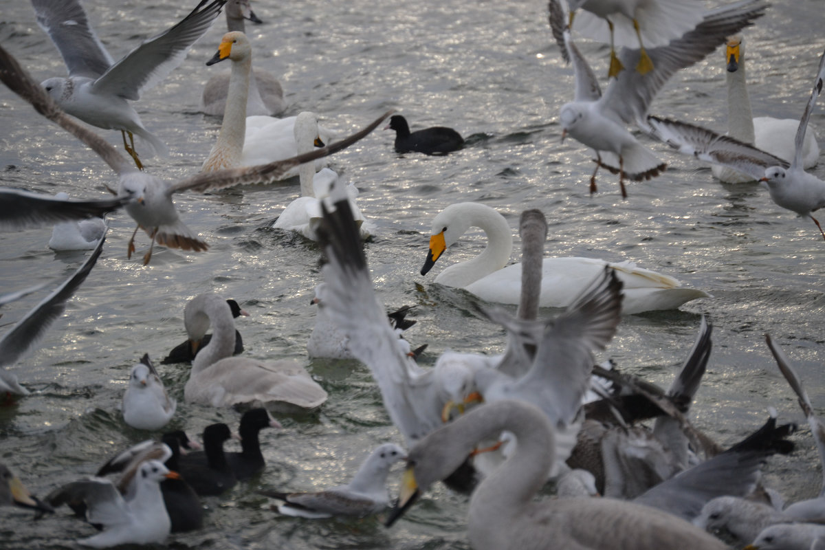 птичий  переполох - Елена 