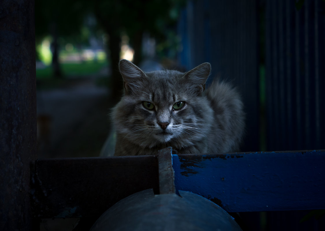 независимый - Игорь Николаев