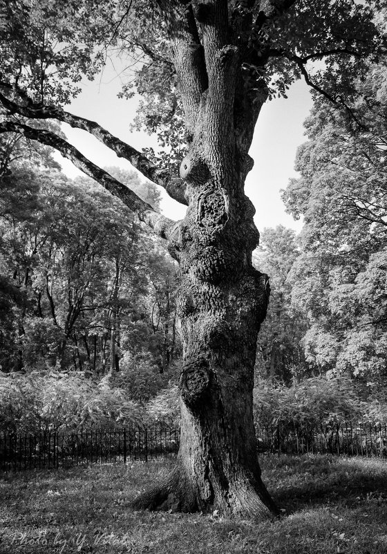 Дуб Тургенева - Юлия Копыткина