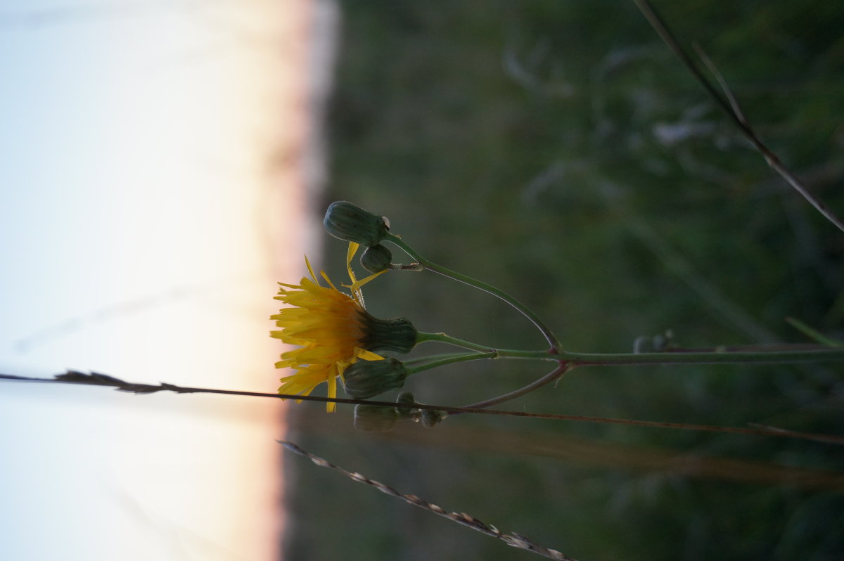 Один в поле - olga 