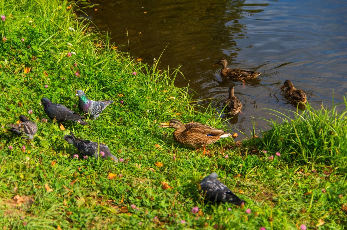 дичь - Дмитрий Лупандин