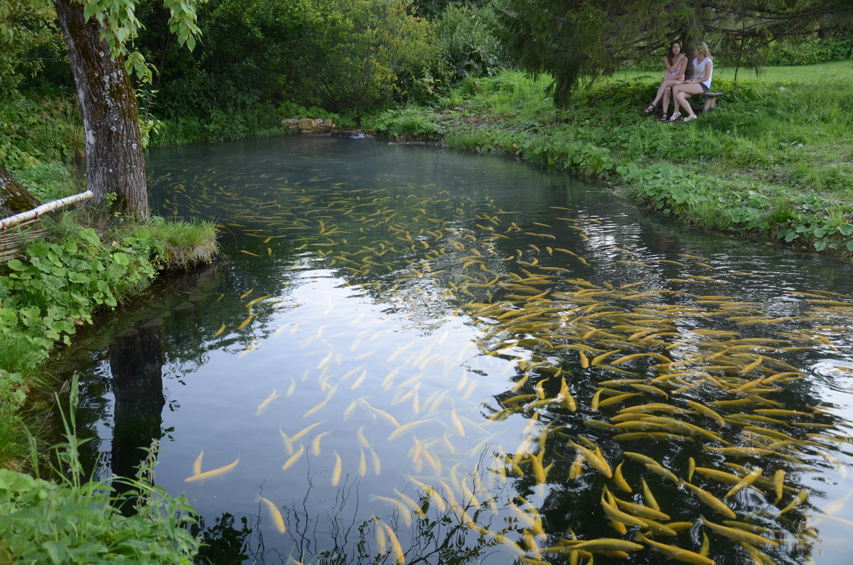 ... - Константин Трапезников