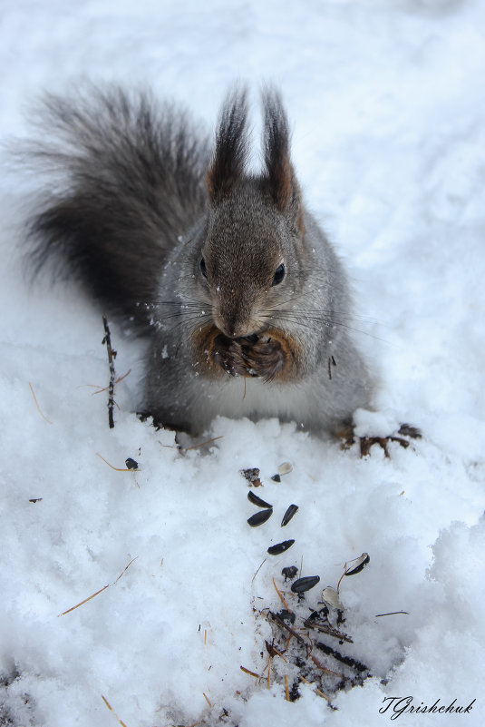 Обед на "скорую лапу" - Татьяна Грищук Обед на "скорую лапу" - Татьяна Грищук