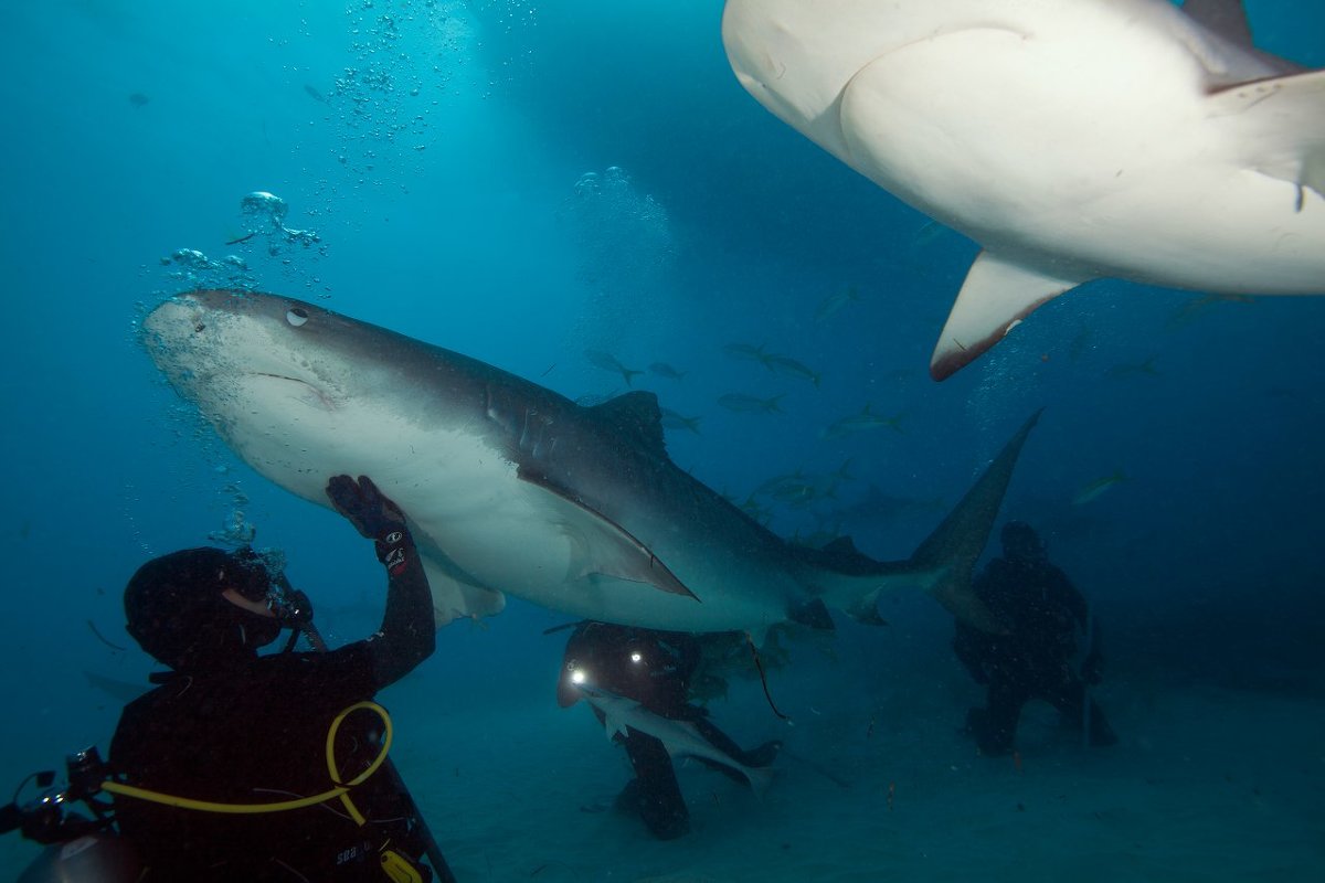 Акулы не такие и страшные. - Василий Василец