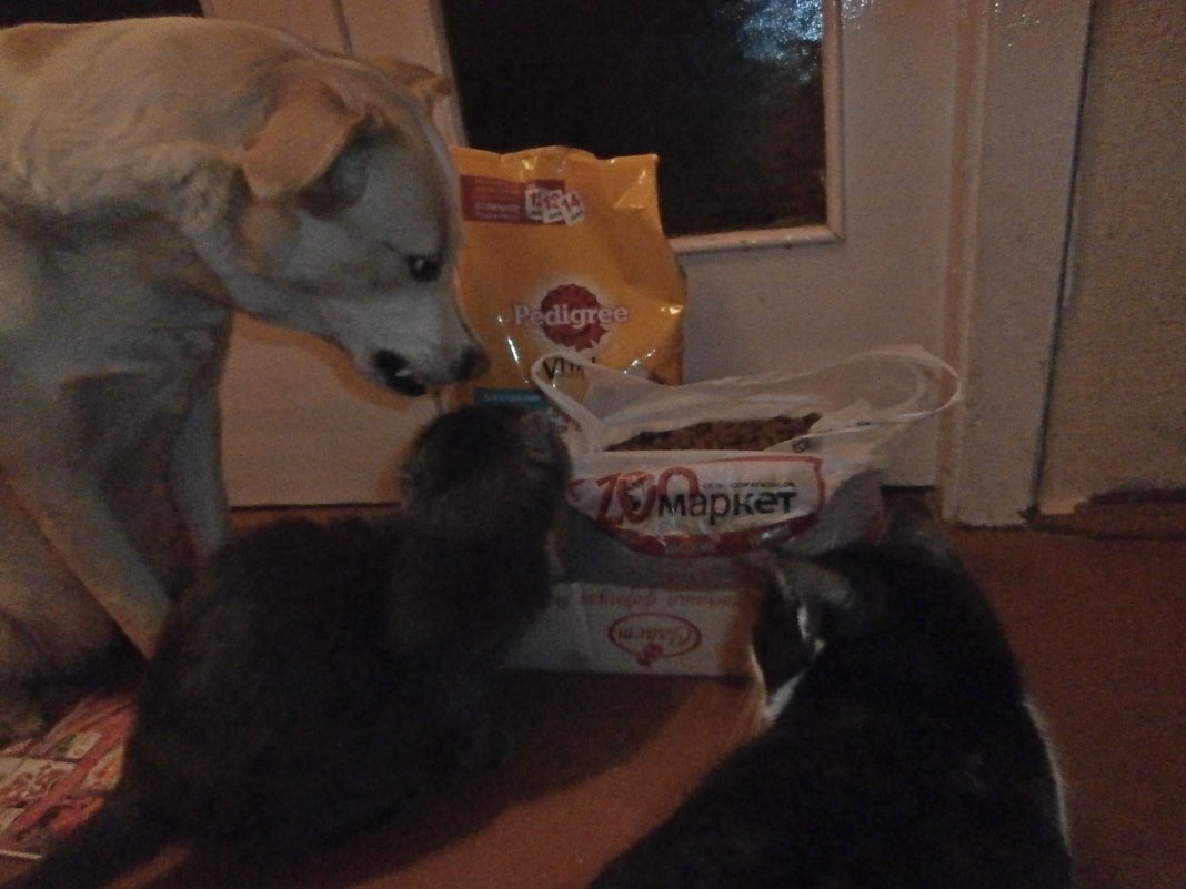 сторож - Ольга Алешко сторож - Ольга Алешко