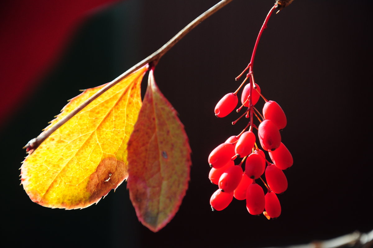 Птицам на зиму. - Владимир Добровольский