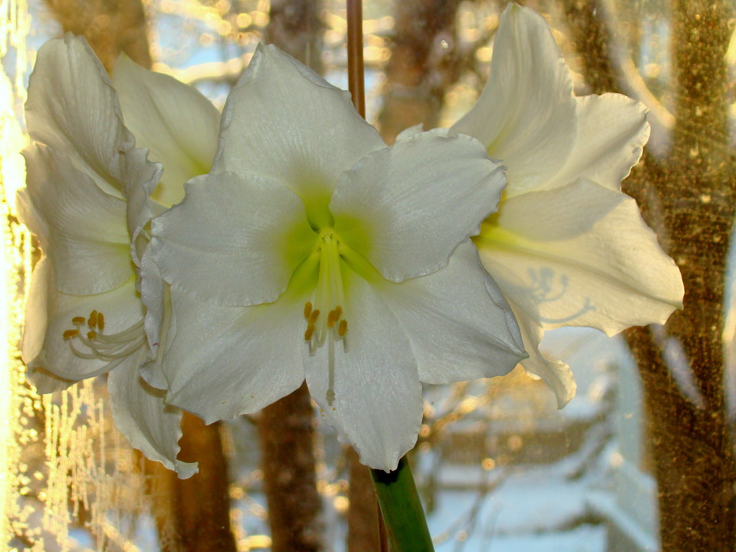 серия "АМАРИЛЛИСЫ МОРОЗНЫМ УТРОМ" (3) - VLADIMIR STROJ 