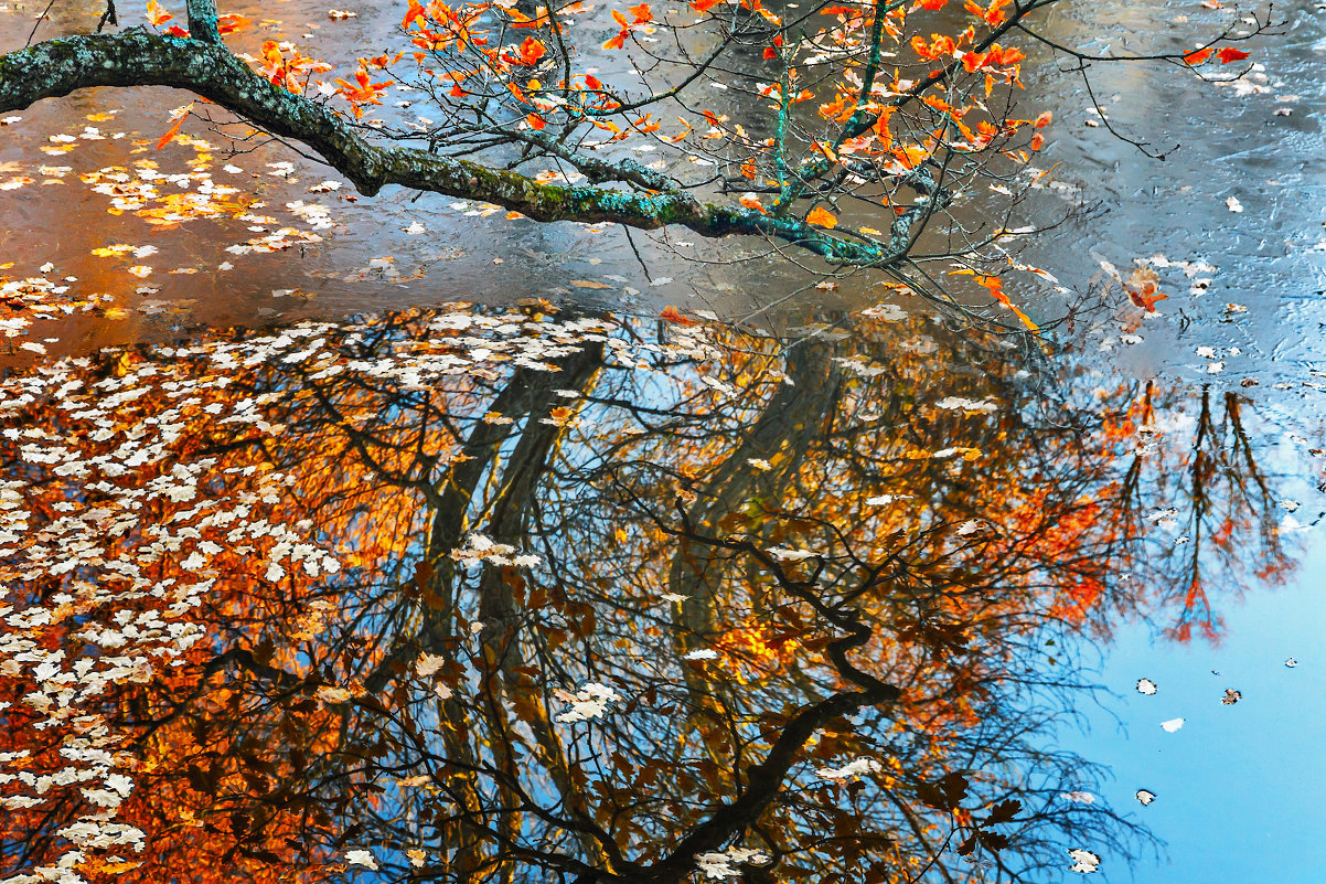 Отражение - СЕРГЕЙ БОГДАН