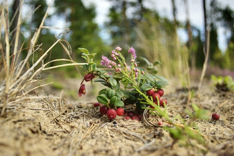 Брусника - Дмитрий 