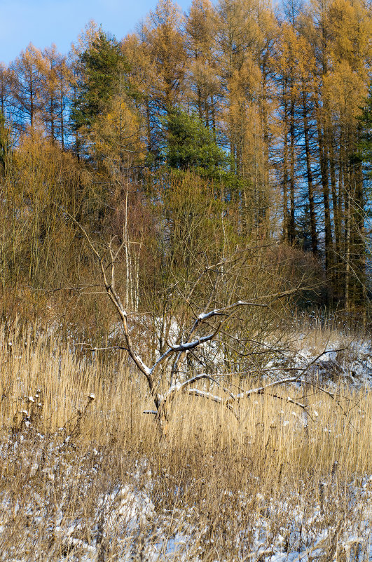 Ещё не зима, но уже и не осень... Или живое и мёртвое - Владимир Ветер