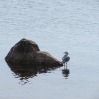 Созерцание :: Людмила 