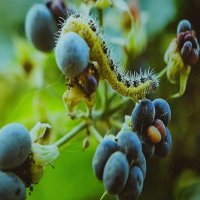 В саду :: irina Schwarzer 