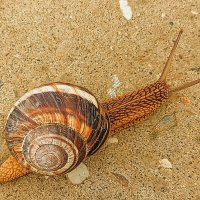 Просто улитка :: ольга хакимова