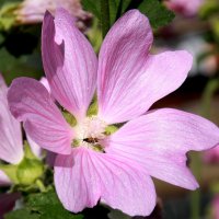 Дикая лаватера :: Нэля Лысенко