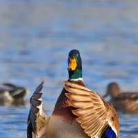 Обнимая лето. :: Татьяна Бравая