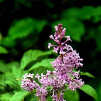 Сирень :: Михаил Трофимов