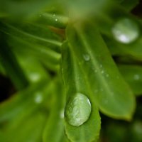 После дождя :: Анастасия Логинова