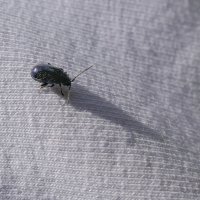 Путешественник :: ♛ Г.Король