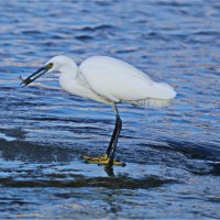 ... :: Владислав Воровский 