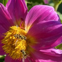 Маленькие работники :: Vilma ---