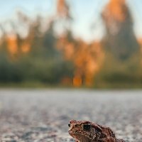 Лягушонок :: Аня З