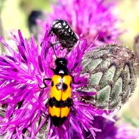 Полосатик :: Надежда 