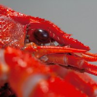 ... :: Валерий Елистратов