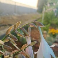 Хоста :: Марина Гранкова