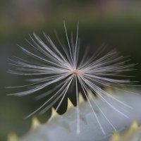 Зацепился... :: Нина Сироткина 