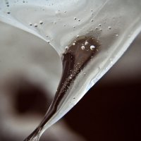 Замерзающая капля воды. Макро этап :: Николай Дергачев