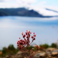 Горный цветок :: Александр Чашин