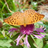 Соединение с природй. :: Любовь ***