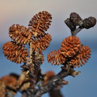 На закате. :: Владимир 