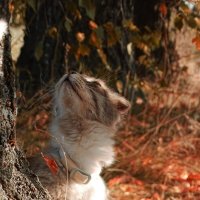 Осень и кот :: Татьяна Венцель