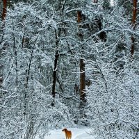 Проводник :: константин Проводник :: константин